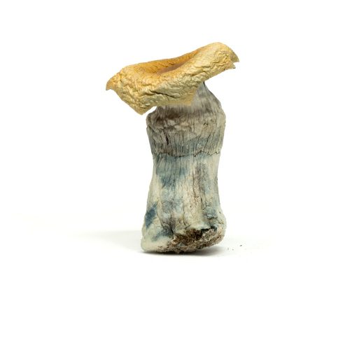 Penis Envy Mushrooms Dosage Recommendation Buy Shrooms