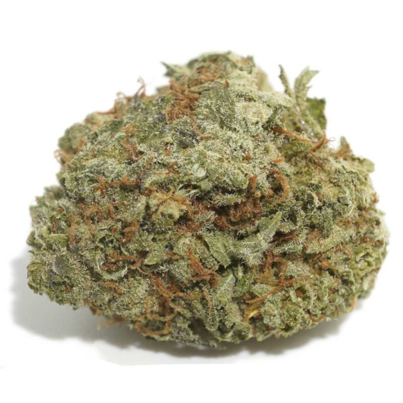 Scoutmaster strain
