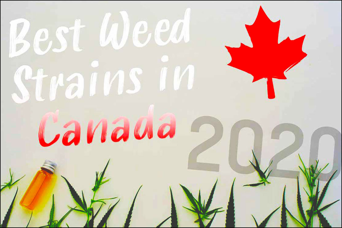 best weed strains in canada 2020