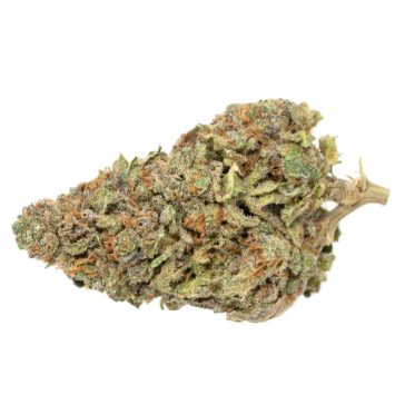 Dutch-Treat Strain