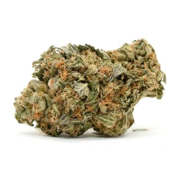 Holy Grail Strain