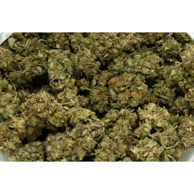 Critical-Kush-Marijuana-Buds