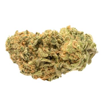 Zombie-Kush
