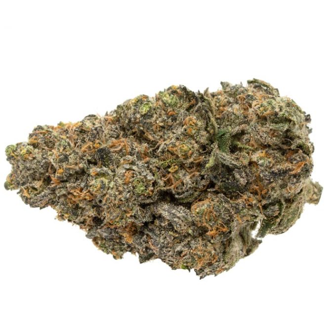 Purple-Tangie