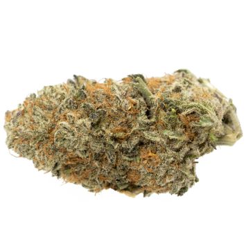 Sour-Jack-Strain