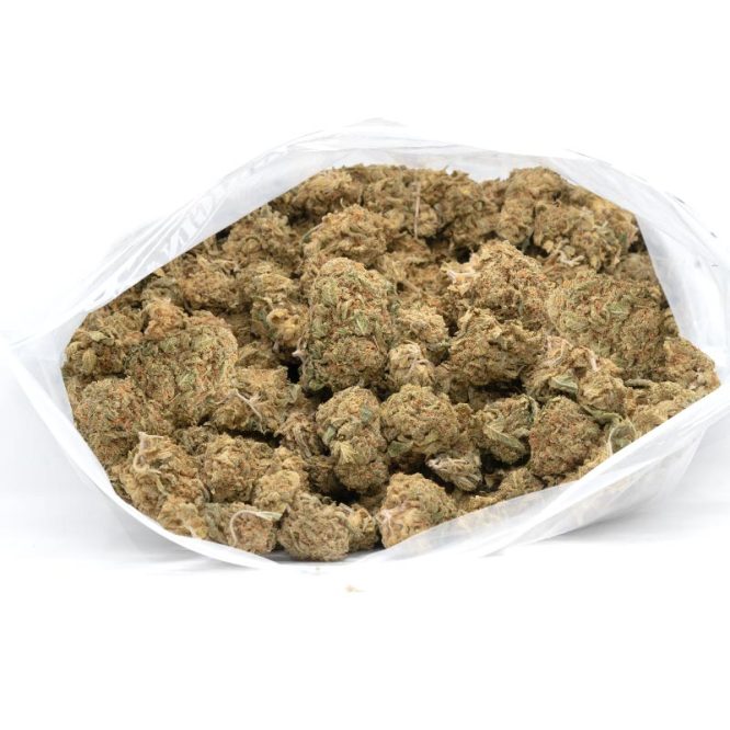 Critical-Haze-Marijuana-Buds