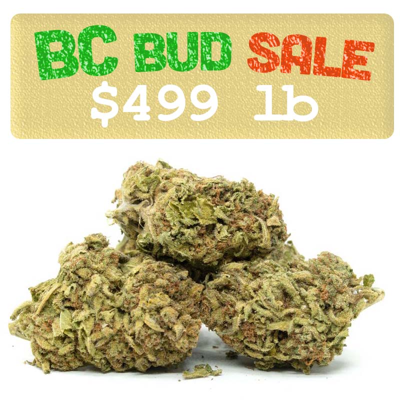 BC-Bud-$499-lb-deal