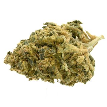 timewarp strain