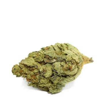 White Widow Strain