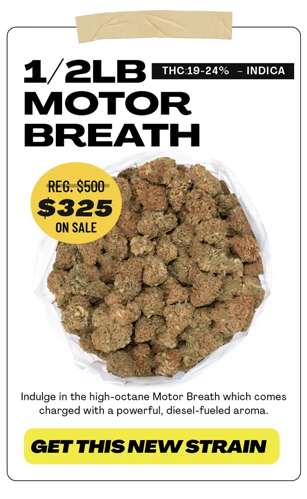 motorbreath hp sale