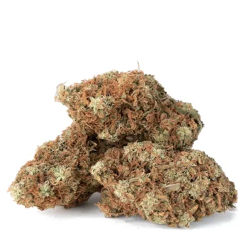 3-Red-Congolese-buds