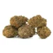 5 jackfruit strain dense nugs