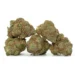 5 scout master strain buds