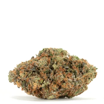 Astro-Pink-single-bud-w-shadow