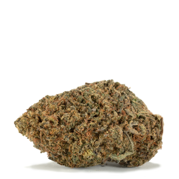Black-Congo-Strain