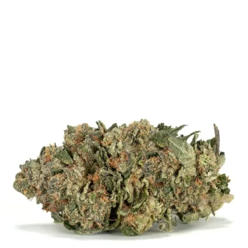 Great-White-Shark Single Bud