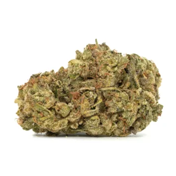 Orange Layer Cake strain bud with visible trichomes and rust colored hairs