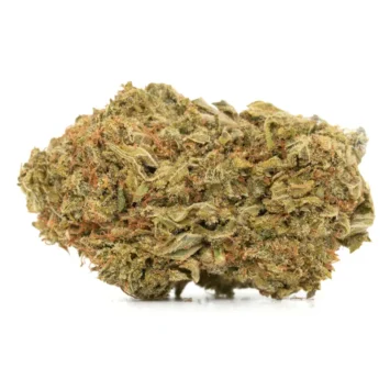 Petrol Pine strain dense cannabis bud with olive green color and orange pistils