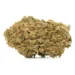 Petrol Pine strain dense cannabis bud with olive green color and orange pistils