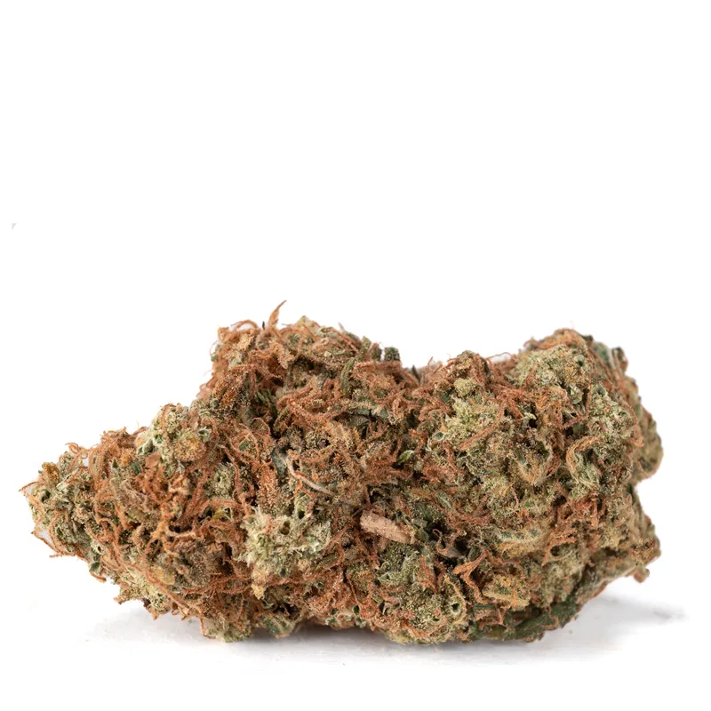 Red-Congolese-strain
