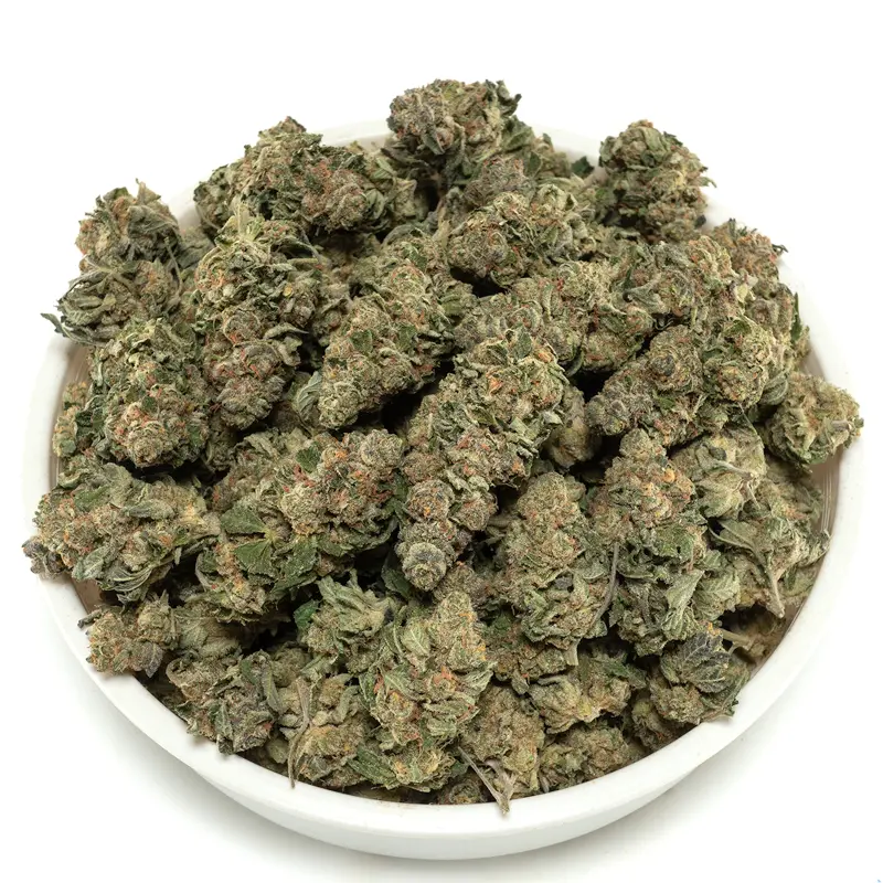 big bowl of Great White Shark strain marijuana buds