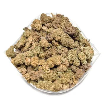 cat piss strain