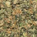 closeup macro master kush shake