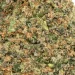 closeup of jack herer shake