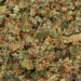 closeup of sgc-shake-weed