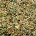 goudaberry shake macro closeup