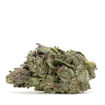 gucci-pink-strain