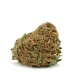 melon-dream-single-bud