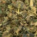 ogk shake macro closeup