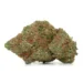 scout master strain